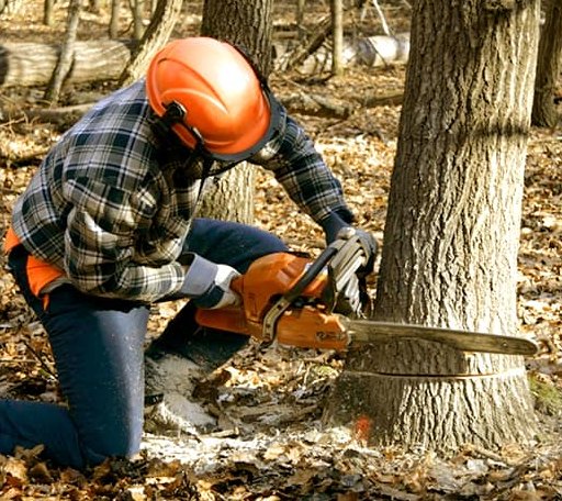 Tree Removal in Omena, MI